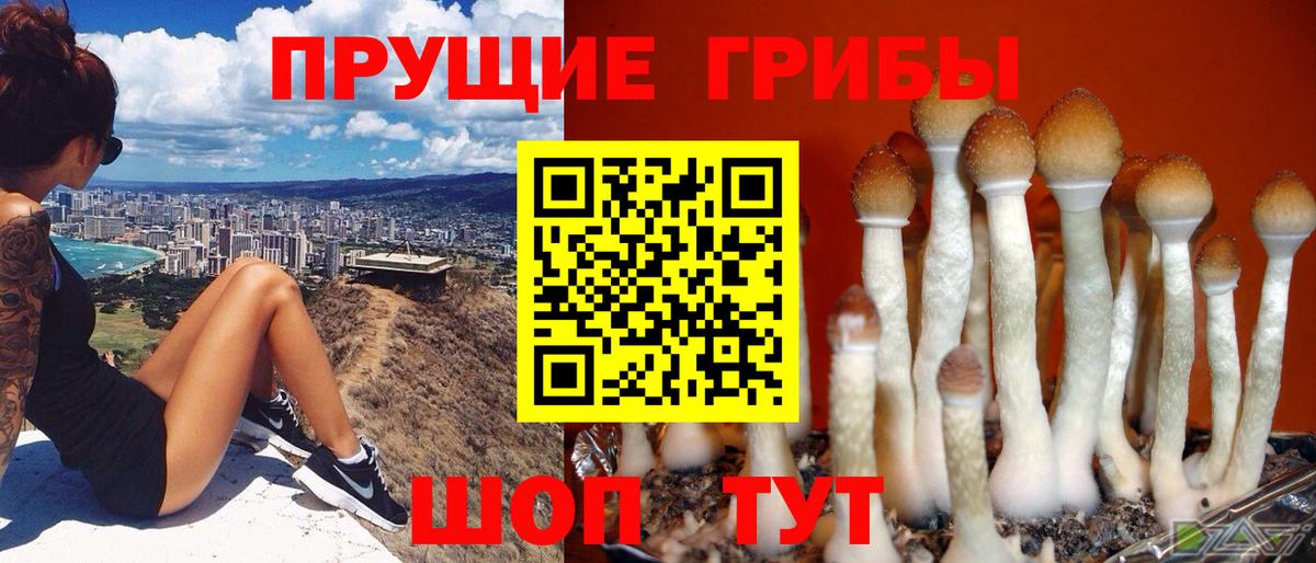 Псилоцибиновые грибы Psilocybine cubensis Кубинка